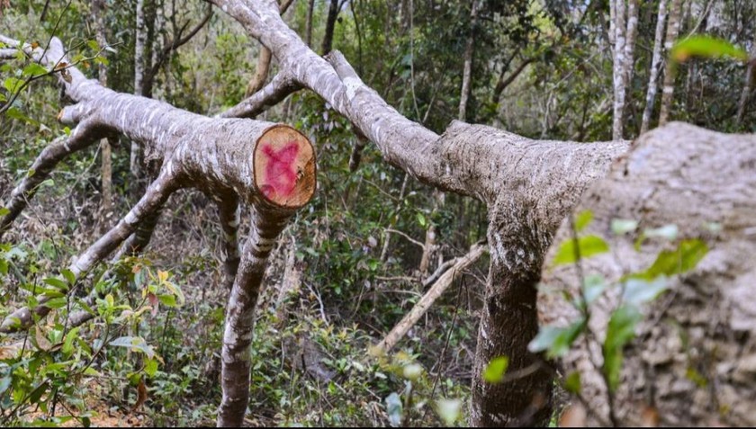 Hiện trạng xâm hại rừng đặc dụng Mường Phăng. Ảnh: VOV