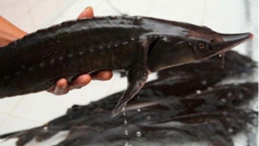Cá tầm nhập lậu đe dọa thu hẹp thị phần và làm tổn hại uy tín cá Tầm “made in Việt Nam”, cũng như làm tăng nguy cơ lây nhiễm Covid-19. Ảnh minh hoạ