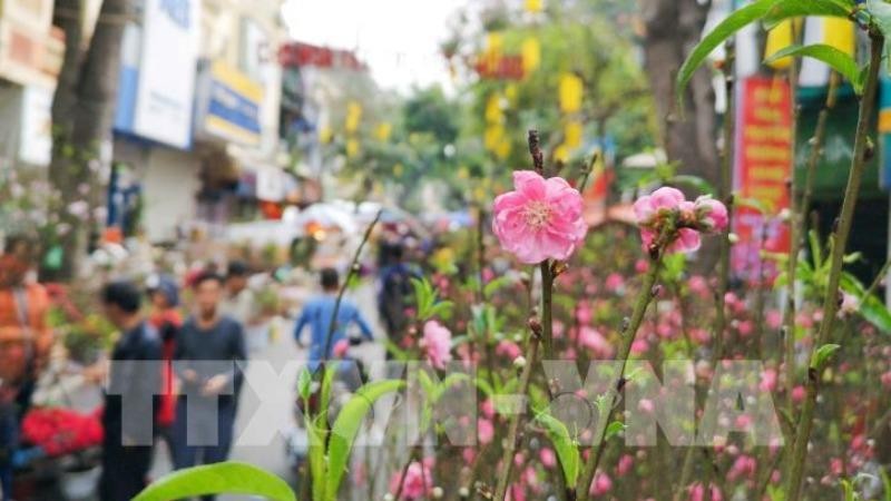 Hà Nội sẽ tổ chức 89 điểm chợ hoa Xuân phục vụ Tết Tân Sửu 