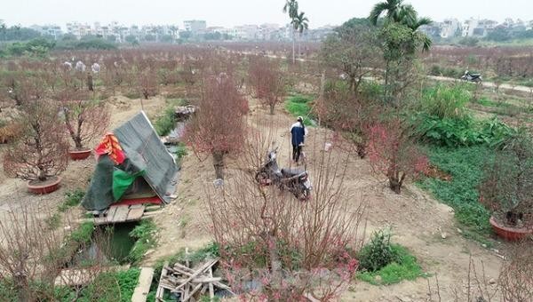 Những vườn đào ở phường Hải Tân (TP Hải Dương) gần như không có người mua dù đã cận Tết Nguyên đán. Ảnh: cafebiz