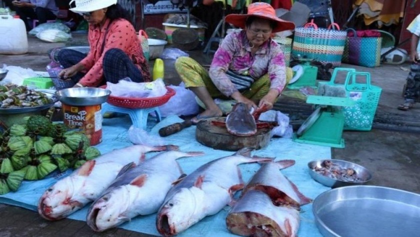Campuchia hủy bỏ lệnh cấm nhập khẩu cá từ Việt Nam. Ảnh minh hoạ
