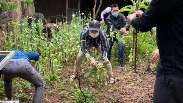 Lực lượng chức năng phát hiện và nhổ bỏ gần 400 cây anh túc trong vườn nhà ông Thành. Ảnh: Vnews