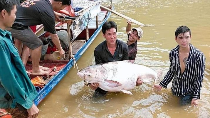 Bắt cá sặc bùn trên sông Đà mùa nước cạn.