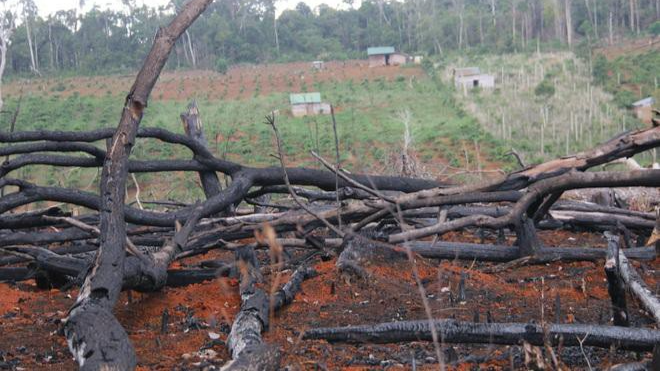 Rừng ở Quảng Sơn bị tàn phá