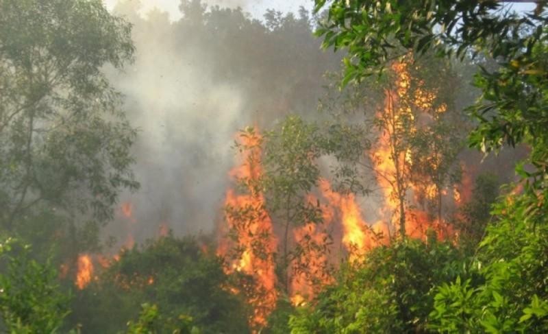 Các bộ, ngành, địa phương cần tăng cường các biện pháp cấp bách phòng cháy, chữa cháy rừng. Ảnh minh họa