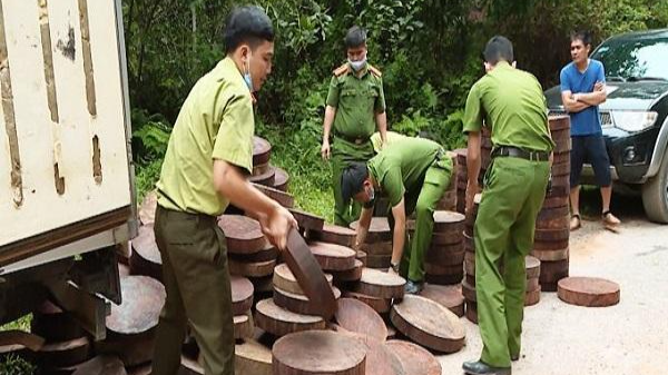 Lực lượng chức năng tỉnh Hà Giang tạm giữ và đưa số gỗ nghiến về trụ sở Chi cục Kiểm lâm tỉnh để tiếp tục điều tra, xử lý. Ảnh: Lê Hoàn