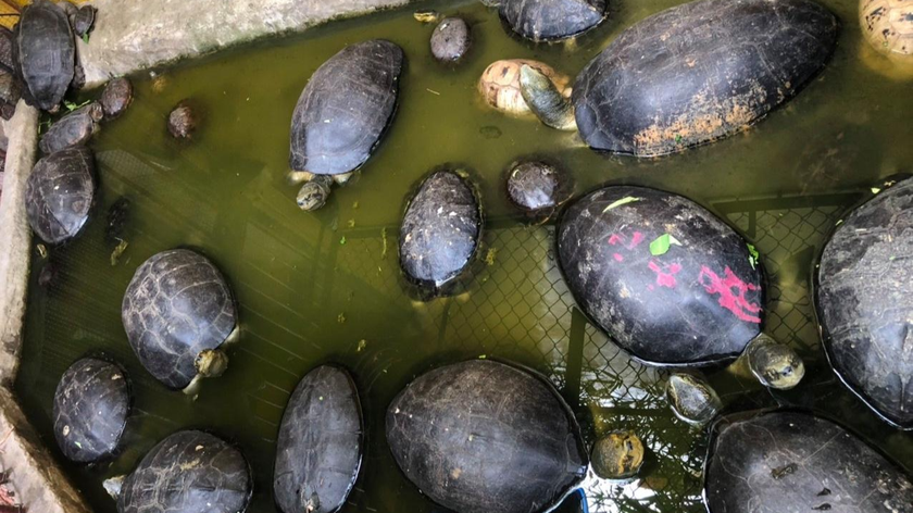 Cơ quan chức năng tiếp nhận 52 cá thể rùa tại một ngôi chùa ở TP Hồ Chí Minh ngày 17/5. Nhu cầu phóng sinh rùa tại các chùa chiền đang làm gia tăng hoạt động săn bắt, buôn bán rùa trái phép.