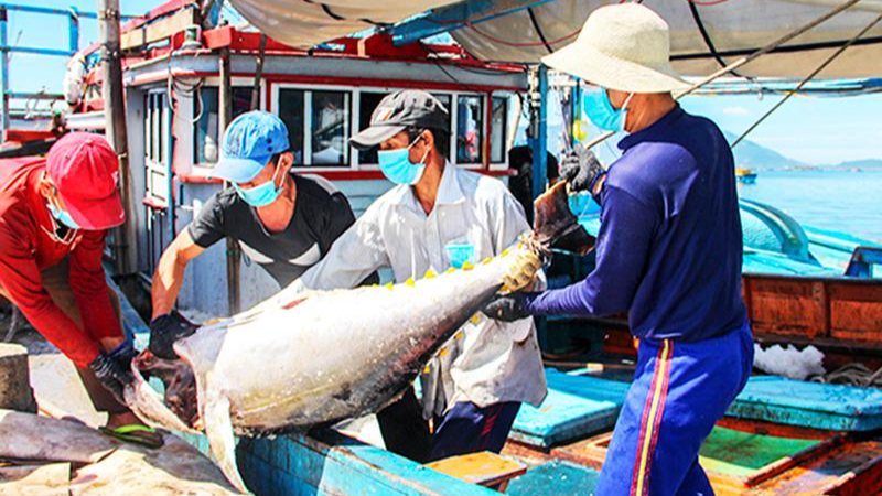 Tàu cá khai thác xa bờ của ngư dân cập cảng Đá Bạc, TP Cam Ranh (Khánh Hòa) để tiêu thụ thủy sản. Ảnh: Hải Lăng
