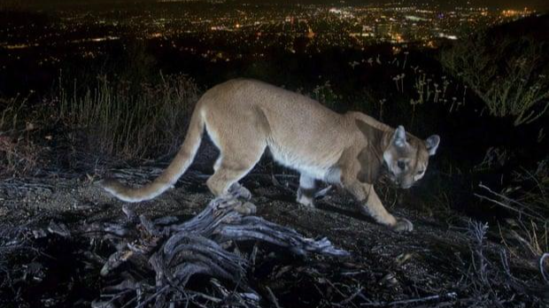 Con sư tử núi đã bị bắn chết sau khi tấn công một cậu bé 5 tuổi ở Calabasas (nam California, Mỹ). 