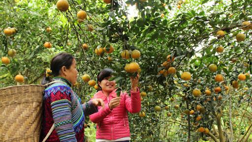 Sở Công thương Hà Giang đề nghị lấy tên lên sàn TMĐT là cam Vàng Hà Giang đới sản phẩm cam của địa phương. Ảnh: Báo Hà Giang