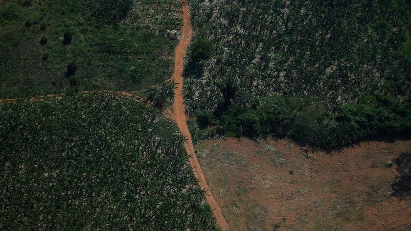 Ảnh chụp từ trên không cho thấy một lô rừng bị chặt phá của rừng nhiệt đới Amazon ở Bang Rondonia, Brazil. Ảnh: Reuters chụp ngày 28/9/2021. 