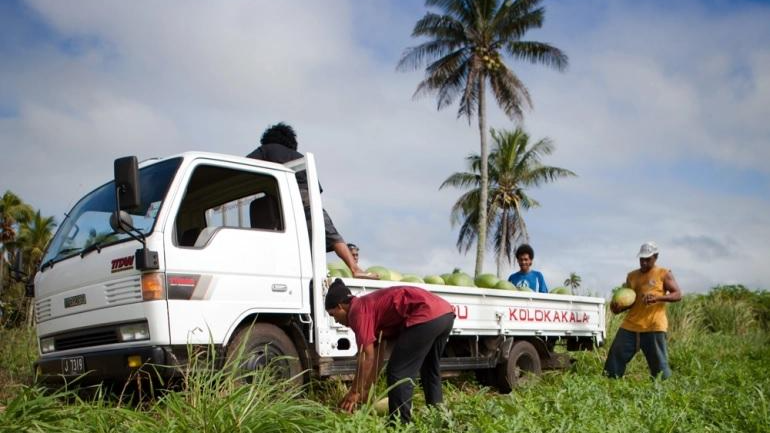 Nông dân Tonga thu hoạch dưa hấu. Ảnh: Al Jazeera