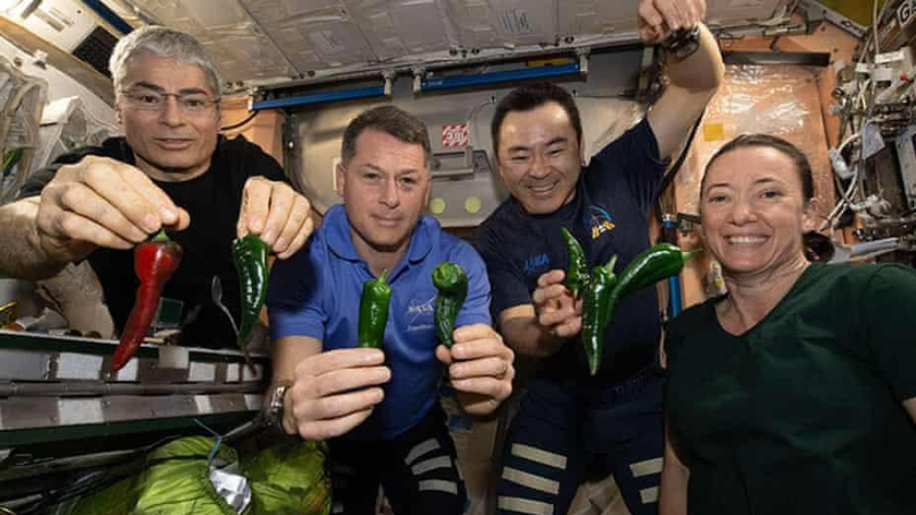 Các phi hành gia Mark Vande Hei, Shane Kimbrough, Akihiko Hoshide và Megan McArthur cùng những trái ớt được trồng trên Trạm Vũ trụ Quốc tế. Ảnh: AP