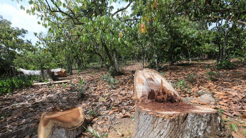 Nông dân nhiều nước đã phá rừng để trồng các cây công nghiệp như ở làng trồng ca cao Djigbadji của Bờ Biển Ngà. Ảnh: Reuters