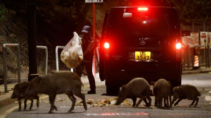 Những con lợn rừng ở Hồng Kông không "ngại" đuổi theo các phương tiện giao thông trên phố. Ảnh: Reuters (chụp ngày 17/11/2021)