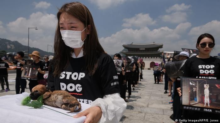 Các nhà hoạt động vì quyền động vật ở Hàn Quốc kêu gọi chính phủ cấm ăn thịt chó. Ảnh: AFP