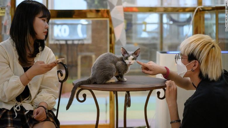Khách hàng chơi với một con mèo tại quán cà phê động vật Eden Meerkat Friends ở Seoul vào ngày 31/3/2020. Ảnh: CNN