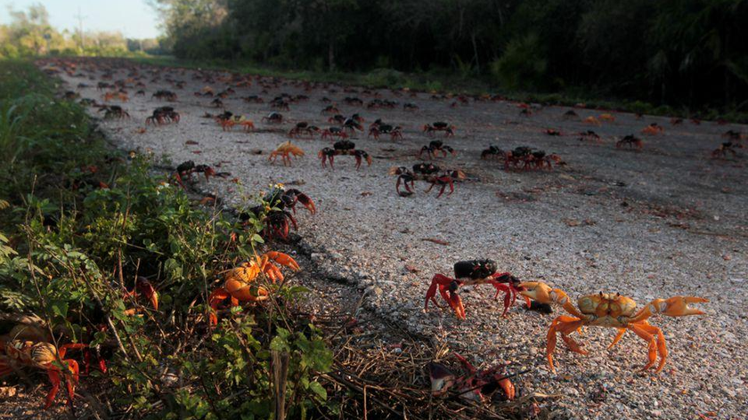 Những con cua băng qua đường và xuống vịnh để đẻ trứng ở biển, sau hai năm đại dịch, quanh Vịnh Con Lợn, ở Playa Larga, Cuba, ngày 24/3/2022. Ảnh: Reuters