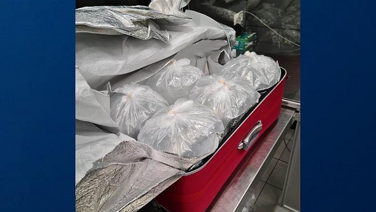 Những con cá chình con đã được tìm thấy trong tám chiếc vali riêng biệt hôm 11/4 tại sân bay Schiphol của Amsterdam. Ảnh: Cơ quan An toàn Sản phẩm Tiêu dùng và Thực phẩm Hà Lan/AFP