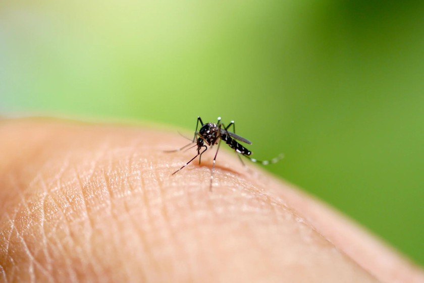 Muỗi Aedes gây sốt xuất huyết - Ảnh: HCDC