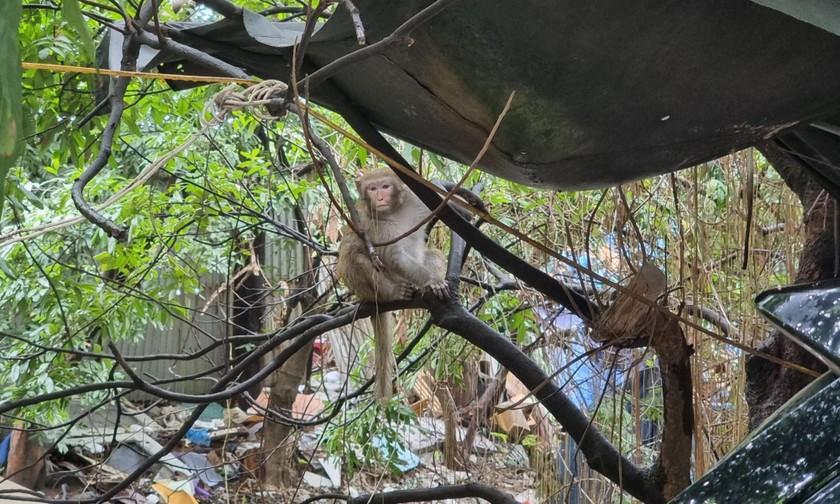 Con khỉ hoang xuất hiện ở khu vực mương Ma Khay (phố Duy Tân, Dịch Vọng Hậu) Ảnh: Luân Nguyễn