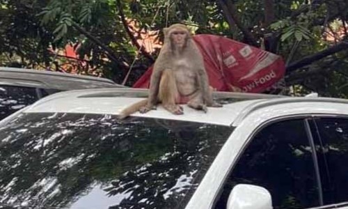Hình ảnh khỉ hoang bất ngờ xuất hiện tại bãi đỗ xe Dịch Vọng Hậu.