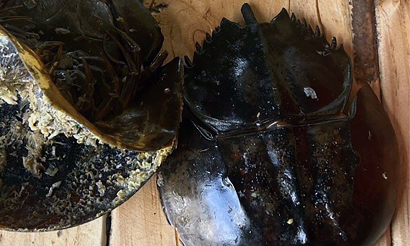Hai con sam nghi là so biển được chế biến tại quán hải sản nhóm khách đã ăn. Ảnh: BVCC.