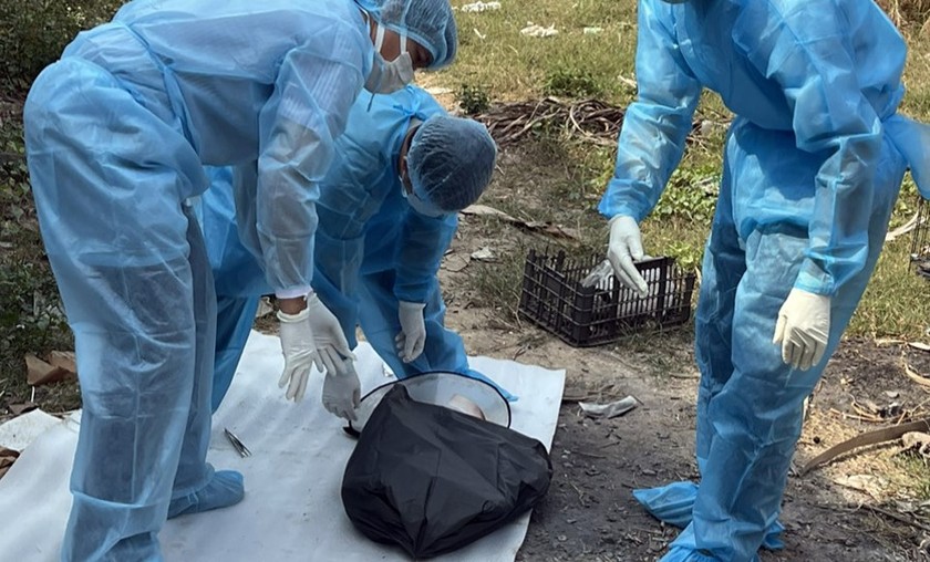 Chi cục Chăn nuôi thú y tỉnh Đồng Nai lẫy mẫu bệnh phẩm để xét nghiệm. Ảnh: CDC Đồng Nai