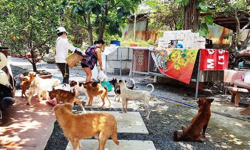 Hàng chục chú chó đang quây quần bên “mẹ” của mình Ảnh: Linh Mỹ