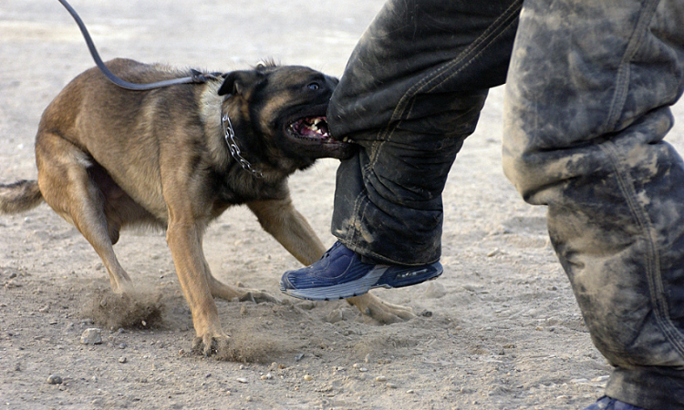 Luật Mỹ quy định chặt chẽ về việc kiểm soát hành vi chó cắn người. (Ảnh: World Animal Foundation)
