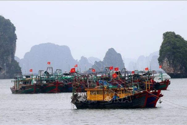 Các tàu đánh cá neo đậu tránh trú bão (Quảng Ninh). (Ảnh: Văn Đức - TTXVN)