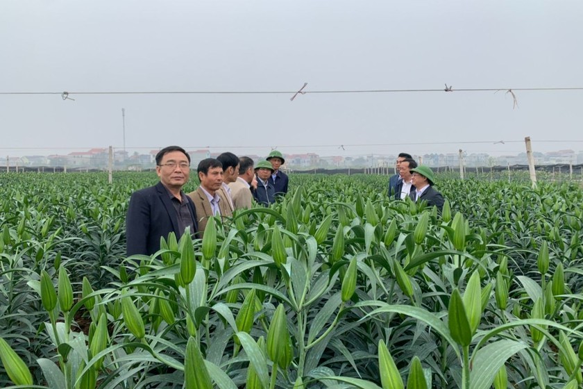 Lãnh đạo huyện Mê Linh thăm mô hình trồng hoa ly tại xã Tự Lập.