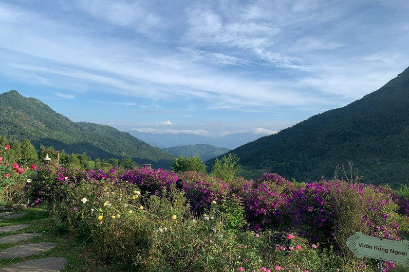 Miên man thửa hoa tím ngắt dưới triền núi thôn Cao Sơn (Hoành Mô - Bình Liêu). (Ảnh: PV)