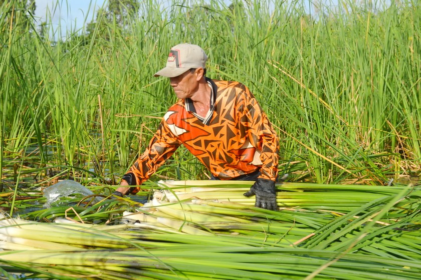 Cánh đồng trồng cây bồn bồn của người dân trên địa bàn huyện Cái Nước, tỉnh Cà Mau. 