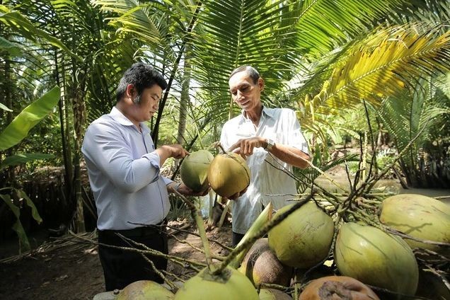 Bến Tre sẵn sàng xuất khẩu chính ngạch trái dừa sang thị trường Trung Quốc, Mỹ. (Ảnh minh họa - Ảnh: vgp) 