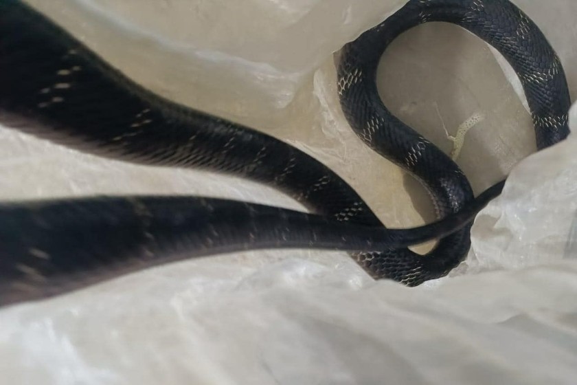 Hình ảnh con rắn hổ mang đã cắn bệnh nhân ở Phú Thọ.