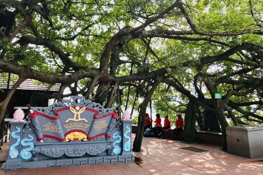 Cây di sản - cây si cổ thụ hơn 250 tuổi tại phủ Tây Hồ, Hà Nội. (Ảnh: Thùy Dương)