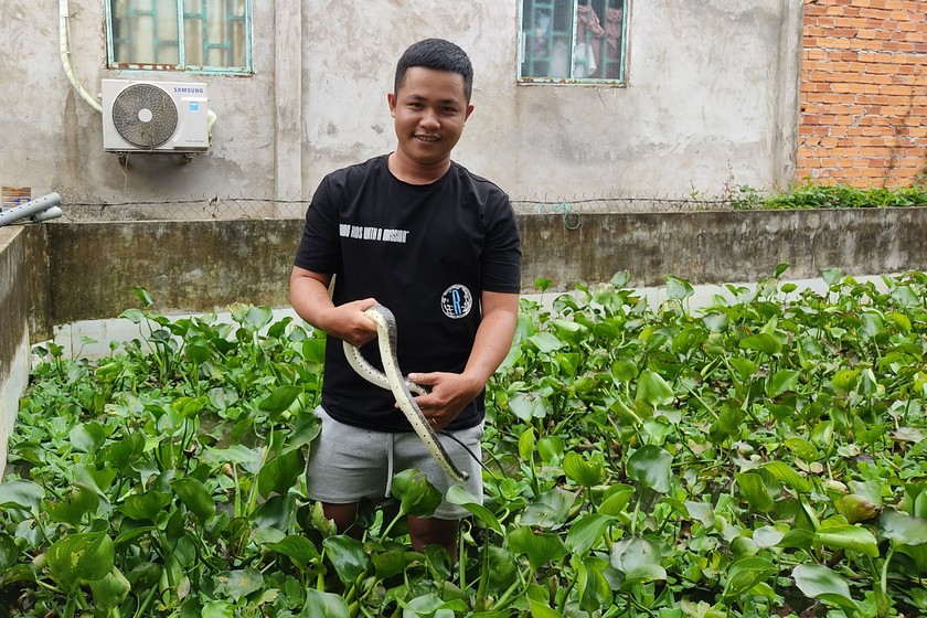 Anh Phong cho rằng rắn ri cá không cần tốn quá nhiều công sức để chăm sóc. (Ảnh: Nguyễn Thuận)