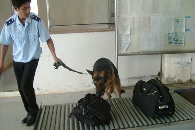 Cán bộ hải quan sử dụng chó nghiệp vụ kiểm tra, phát hiện ma túy tại khu hàng sân bay Tân Sơn Nhất. (Hình: Bùi Yên)