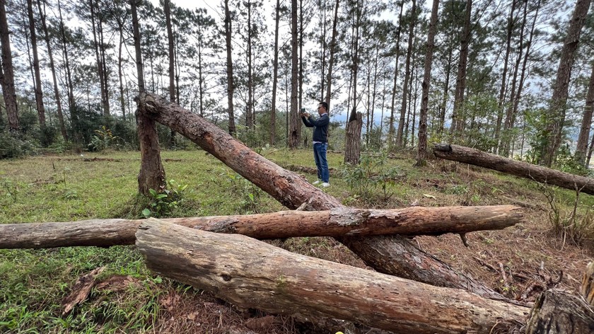 Trong hàng trăm cây thông bị hủy hoại, hơn 80 cây đã gục ngã tại khoảnh 2, 3, 4 tiểu khu 400, thôn Đăk Pong, xã Măng Bút. (Ảnh: Mai Minh)