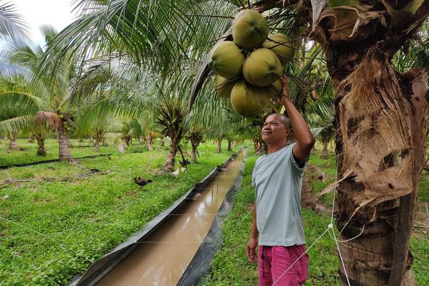 Mô hình nuôi ba ba đan xen trồng dừa của ông Sơn. (Ảnh: Nguyễn Thuận)