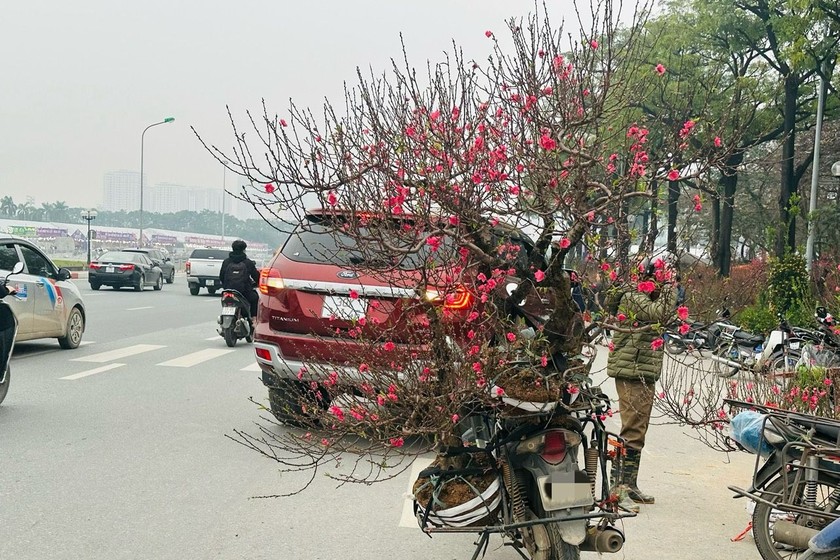 Dịch vụ ship hoa, cây cảnh đem lại thu nhập cao cho người lao động những ngày cận Tết. Ảnh: Minh Trang