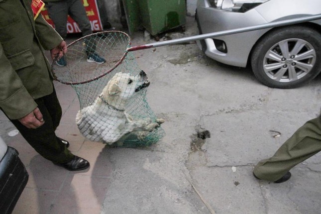 Bắt chó thả rông trên địa bàn quận Thanh Xuân. Ảnh: Trường Phong.