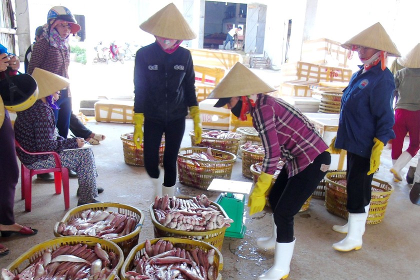 Trong 3 tháng đầu năm, ngư dân Cảnh Dương thu hoạch 392 tấn hải sản. (Ảnh: Thanh Hà)