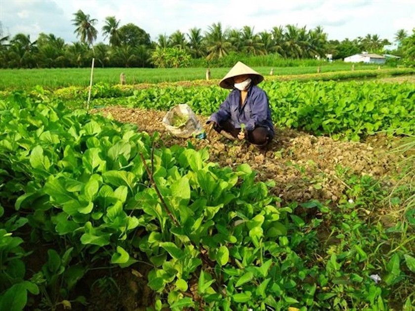 Phát triển mô hình trồng rau chuyên canh ở Tiền Giang.