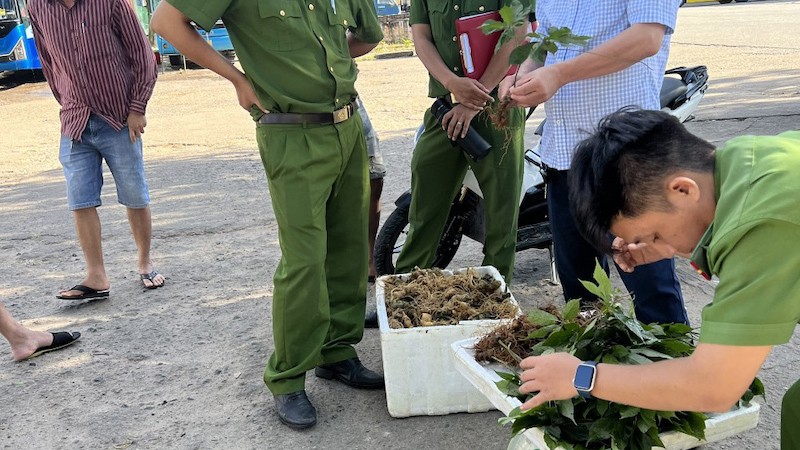 Hàng trăm củ và lá giống sâm Ngọc Linh bị lực lượng chức năng phát hiện tại bến xe Kon Tum (Ảnh: Cục Quản lý thị trường Kon Tum).