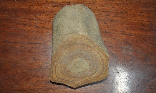 Viên đá kỳ lạ nghi là thân cây hóa thạch.