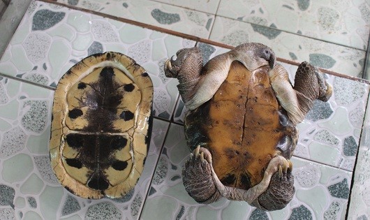Chú rùa của anh Tuấn bề ngoài không giống với những chú rùa khác