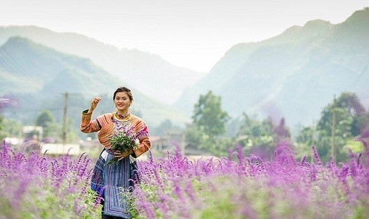Hoa oải hương nở tím trên cao nguyên Lào Cai