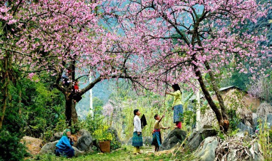 Hòa mình với những con đường hoa tuyệt đẹp ở Việt Nam